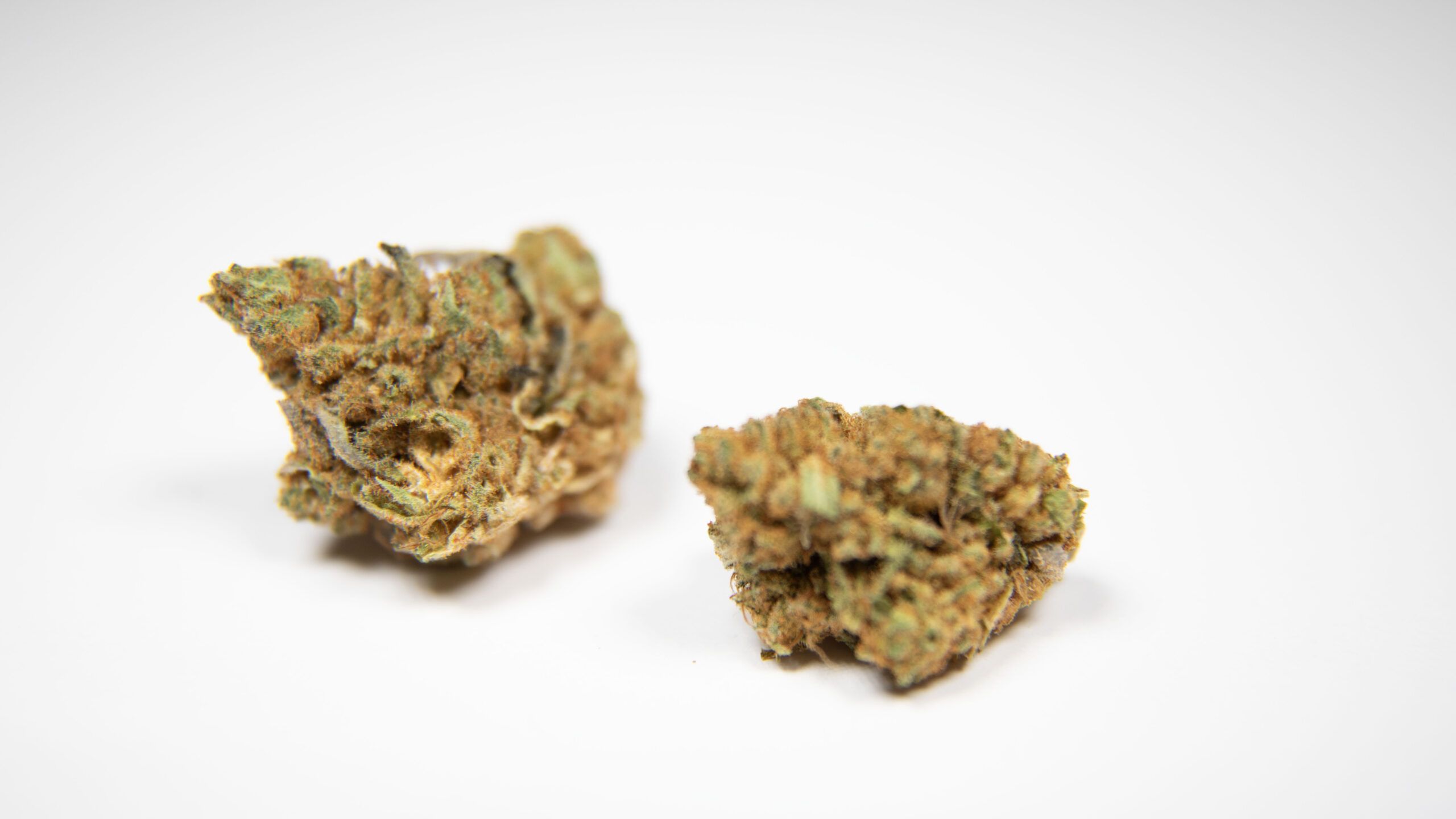 Cannabis Cup 2024: Celebrating the Best in Cannabis