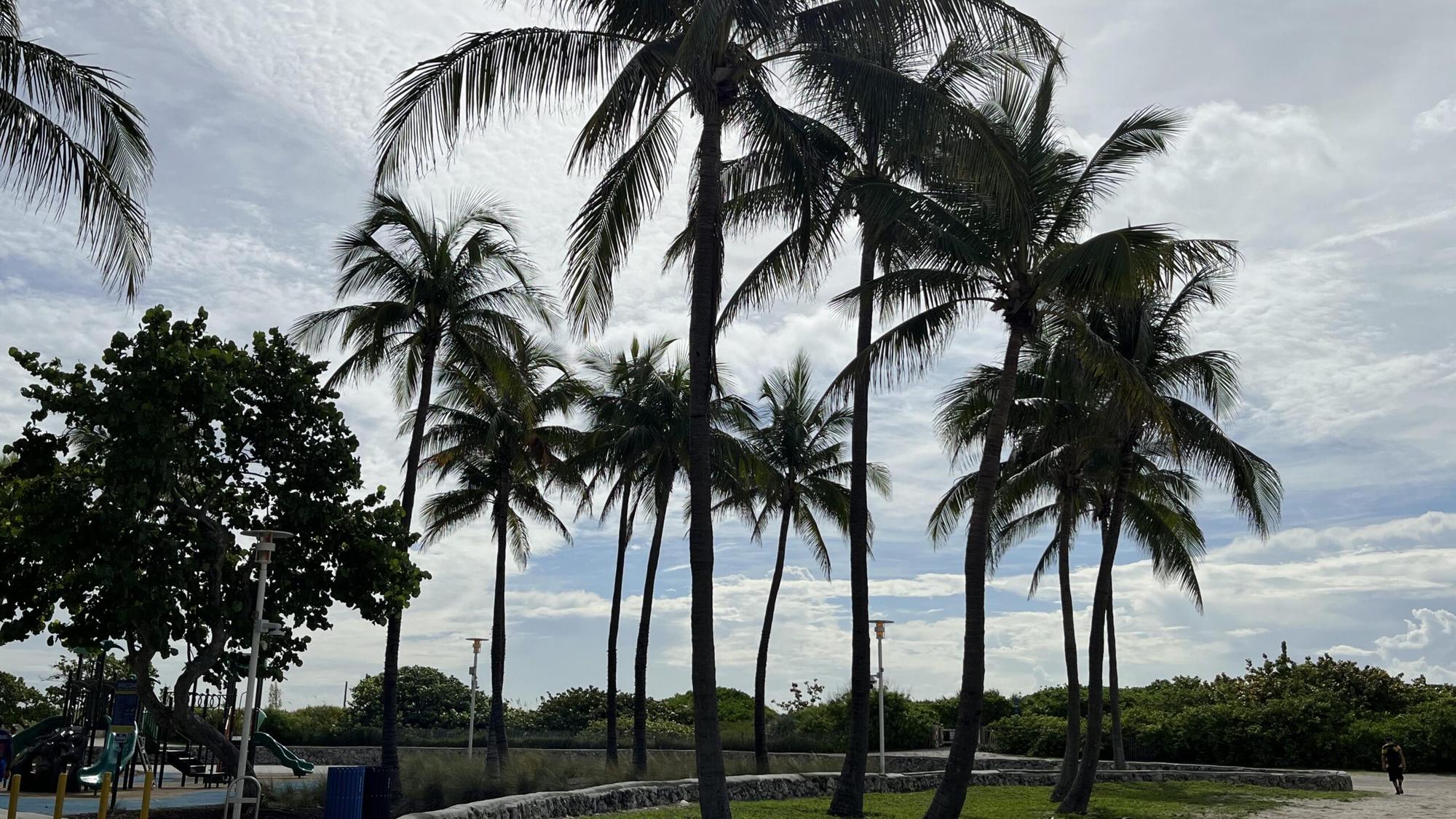 The Hidden Challenges of Cannabis Delivery in South Florida